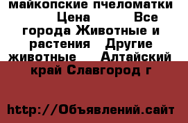  майкопские пчеломатки F-1  › Цена ­ 800 - Все города Животные и растения » Другие животные   . Алтайский край,Славгород г.